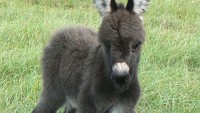 Bayi kedelai yang memiliki nama latin Equus africanus asinus ini memiliki bulu yang sangat bervariatif, seperti warna coklat, hitam dan putih. Lucu bukan?