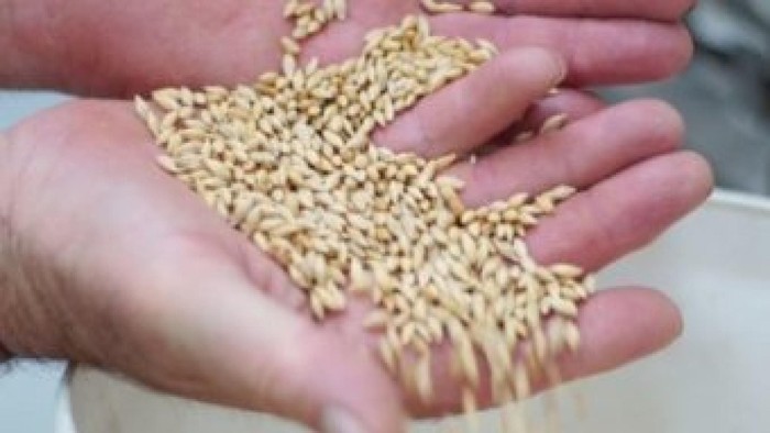 Jepang Larang Sebagian Produk Gandum Australia