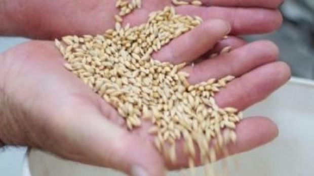 Jepang Larang Sebagian Produk Gandum Australia