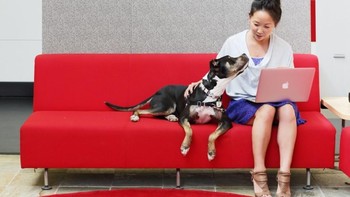 Karyawan juga diperbolehkan membawa hewan piaraan. (Foto: storyepic)