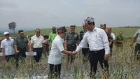 Mentan dan Bupati Banyuwangi panen bawang putih di Banyuwangi Foto: Ardian Fanani/detikcom
