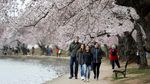 Indahnya Saat Bunga Sakura Bermekaran di Washington