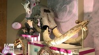 Tiga bocah di Bovina, New York, Amerika Serikat, menemukan fosil berupa rahang hewan sejenis mamooth, mastodon. Diduga fosil tersebut berusia 100 ribu tahun. Mastodon umumnya ditemukan di seluruh Amerika Utara dan Tengah pada Zaman Es, yang terjadi 2,4 juta hingga 11.000 tahun yang lalu. (Foto: Dok. Fox News)