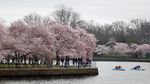 Indahnya Saat Bunga Sakura Bermekaran di Washington