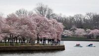 Pemandangan bunga sakura yang sedang bermekaran. Tampak cantik ya.