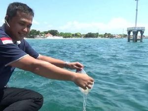 554 Ekor Baby Lobster Dilepasliarkan di Pulau Gili Ketapang