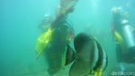 Foto: Serunya Penari Gandrung Banyuwangi Beraksi di Bawah Laut