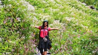 Keberadaan taman bunga ini diketahui pada tahun 1930 dan ditemukan pendaki gunung asal Inggris. Barulah ditahun 1939 ahli botani datang dan mempelajari bunga-bunga ini. (uttarakhandheaven.in/Instagram)