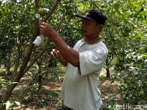 Inovasi Sederhana Maiful Usir Hama Buah Pakai Tali dan Barang Bekas