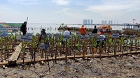 Penanaman mangrove mulai dilakukan hari ini, Rabu (4/4/2018) (Foto: Eva Safitri/detikcom)