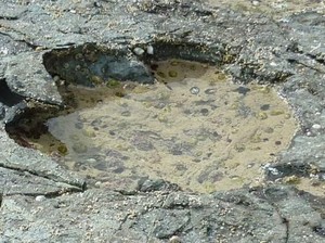 Jejak Kaki Dinosaurus Umur 170 Juta Tahun Ditemukan di Skotlandia