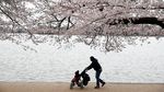 Indahnya Saat Bunga Sakura Bermekaran di Washington