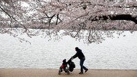 Pemandangan suasana saat bunga bermekaran di Washington.
