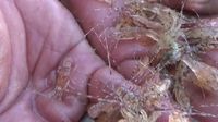 Ratusan Baby Lobster Dilepasliarkan di Pulau Gili Ketapang