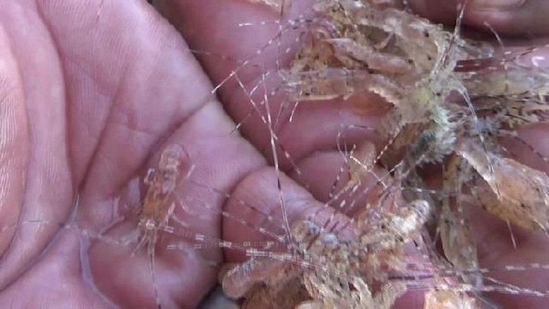 Polisi Tangkap Penyelundup Baby Lobster Senilai Rp 3,7 Miliar Polisi Tangkap Penyelundup Baby Lobster Senilai Rp 3,7 Miliar