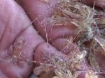 Polisi Tangkap Penyelundup Baby Lobster Senilai Rp 3,7 Miliar
