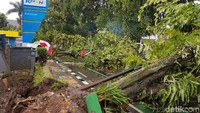 Hujan badai yang melanda Sukabumi menumbangkan pohon hingga tercerabut dari akarnya seperti yang terlihat di depan Kantor Pelayanan Perbendaharaan Kota Sukabumi/Foto: Syahdan Alamsyah