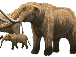 3 Generasi Gajah yang Pernah Hidup di Sangiran, Ketahui Yuk!
