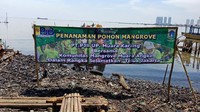 Penanaman mangrove ini dilakukan olah Komunitas Mangrove Muara Angke (KOMMA) bersama PT Pembangkitan Jawa Bali (PJB). (Foto: Eva Safitri/detikcom)