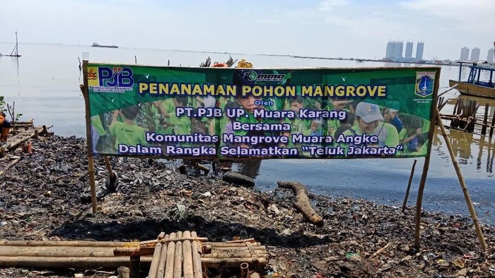 Foto Tanaman Mangrove Di Bekas Lautan Sampah Teluk Jakarta Foto 3