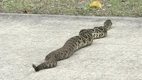 Seekor ular derik paling mematikan berjenis diamondback tertangkap kamera di Florida, Amerika Serikat. Ular tersebut tampak sedang meliuk-liuk di sebuah jalanan untuk mobil golf. Ular itu tertangkap kamera milik Derek Tyson di Ponte Vedra. Ular itu ditemukan di dekat fasilitas milik organisasi yang membantu para veteran militer dalam memperoleh anjing piaraan. (Foto: Dok. Derek Tyson via Fox News)