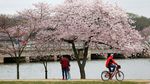 Indahnya Saat Bunga Sakura Bermekaran di Washington