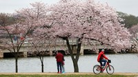 Pemandangan saat bunga sakura bermekaran.