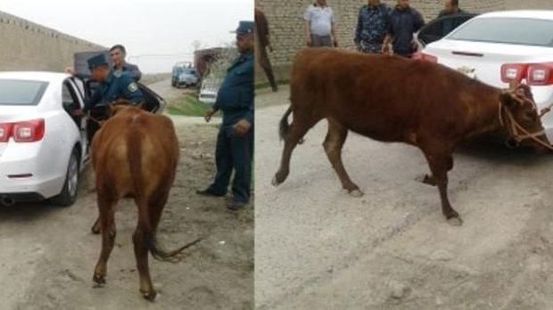 pencurian sapi pakai mobil mewah. 