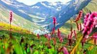Jenis bunga yang tumbuh di lembah ini adalah Epilobium latifolium, yang tumbuh di atas ketinggian kurang lebih 3.658 mdpl. (voyagerbysoul/Instagram)