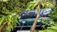 Tak hanya menumbangkan pohon berukuran besar, sejumlah pohon kecil pun tumbang dan menimpa sebuah mobil/Foto: Syahdan Alamsyah