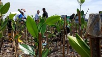 Ada 10.000 bibit mangrove yang ditanam di kawasan ecomarine mangrove, Muara Angke, Jakarta Utara. (Foto: Eva Safitri/detikcom)