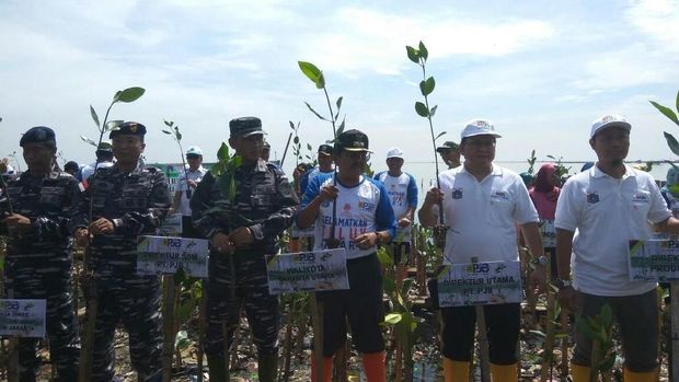 Komunitas menanam mangrove