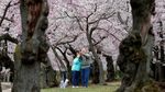 Indahnya Saat Bunga Sakura Bermekaran di Washington