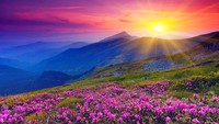 Lembah berbunga ini dikenal dengan nama Valley of Flowers dan merupakan kawasan taman nasional yang dilindungi oleh undang-undang di India. (Thinkstock)