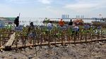 Before-After Lautan Sampah Teluk Jakarta Jadi Hamparan Mangrove