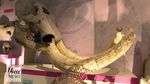 Riuh Dunia dalam Gambar: Ular Derik Mematikan, Fosil Mastodon
