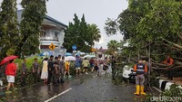 Hujan angin pun menumbangkan pohon di jalan lainnya dan menimpa mobil yang tengah terparkir/Foto: Syahdan Alamsyah