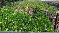 Ketua KOMMA Risnandar mengatakan setelah proses pembersihan sampah yang terangkut 133 ton selama sembilan hari, kondisi ini sudah layak untuk ditanami pohon mangrove.  (Foto: Eva Safitri/detikcom)