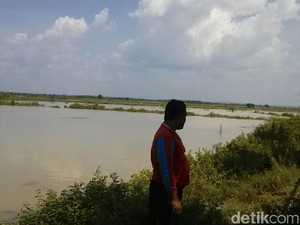 Tambak Warga di Rembang Kebanjiran, Petani Merugi Ratusan Juta