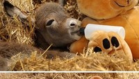 Banyak yang menduga bahwa keladai adalah hewan bodoh, tapi nyatanya hewan ini bisa dilatih dan akrab dengan manusia. Tuh lihat aja, bayi keledai ini hobi menyusu layaknya manusia dan bermain bersama Winnie The Pooh.