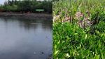 Before-After Lautan Sampah Teluk Jakarta Jadi Hamparan Mangrove
