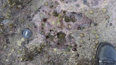 Penampakan Jejak Kaki Dinosaurus 170 Juta Tahun di Skotlandia