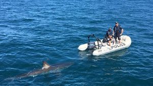 Foto: Hiu Putih yang Pepet Perahu Polisi Australia