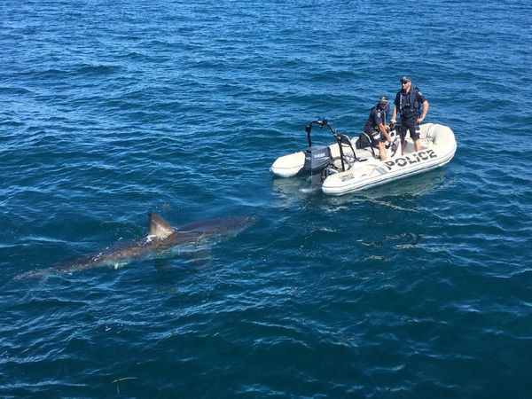 Foto: Hiu Putih yang Pepet Perahu Polisi Australia