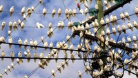 Ribuan burung korela, salah satu jenis kakatua, telah meneror penduduk pinggiran Kota Adelaide dengan suara berisik. Burung-burung ini juga merusak lampu-lampu jalan, rambu lalu-lintas dan pepohonan. Pemkot setempat telah menggunakan cara mulai dari drone hingga kembang api untuk mengusir burung-burung ini. (Foto: Australia Plus ABC)
