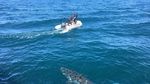 Foto: Hiu Putih yang Pepet Perahu Polisi Australia