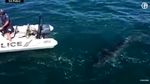 Foto: Hiu Putih yang Pepet Perahu Polisi Australia