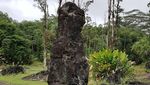 Pohon-pohon Lahar yang Pasti Belum Pernah Kamu Lihat
