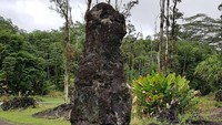 Pohon-pohon lahar ini pun menjadi daya tarik wisatawan (wensevacation/Instagram)