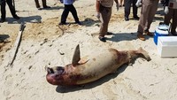 Saat dibedah, perut pesut mati itu penuh minyak (Foto: Imeida Tandrin/via REUTERS)